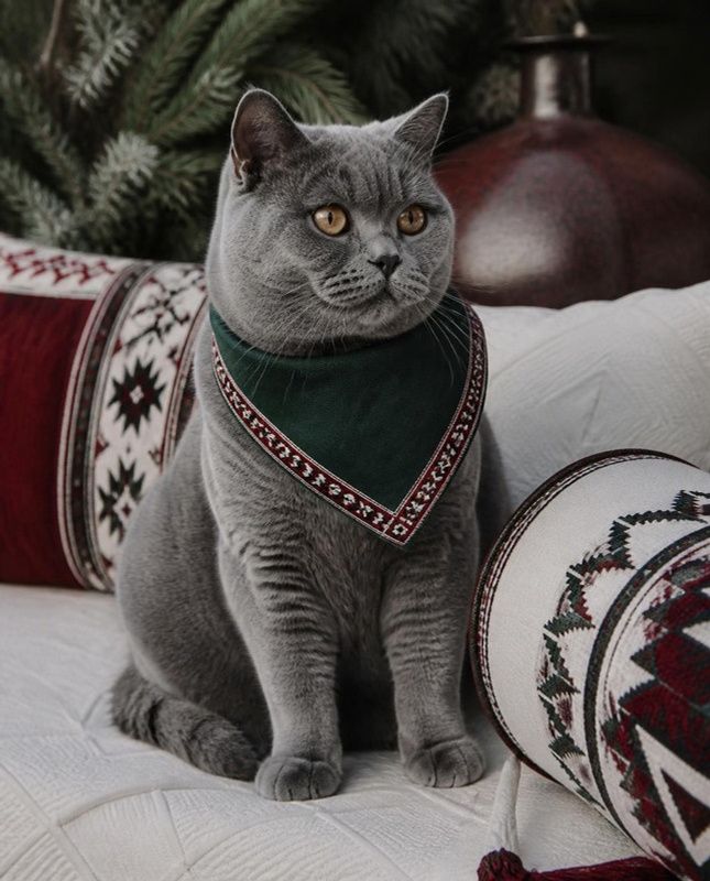 British Shorthair in a green bandana with sadu-weave trim
