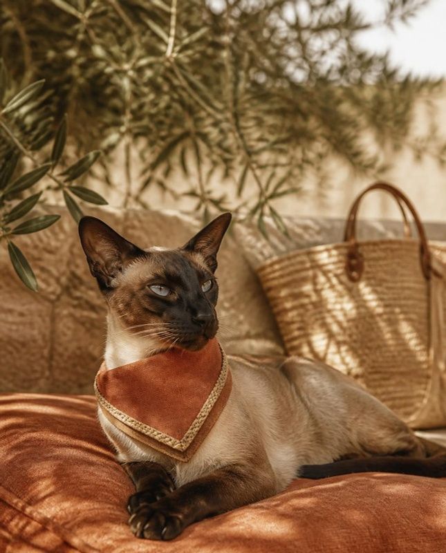 Siamese cat in a terracotta linen bandana